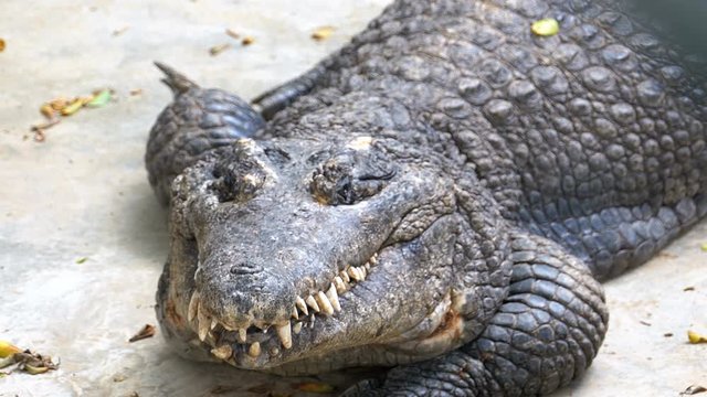 Crocodile with an open mouth lies on the ground in the zoo. Pattaya Crocodile Farm. Thailand. Asia.