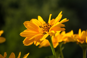 Fototapeta premium bouquet of bright yellow flowers Heliopsis helianthoides