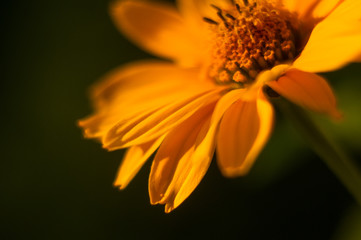 bouquet of bright yellow flowers Heliopsis helianthoides