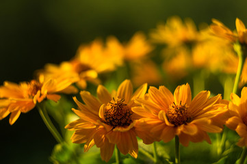 bouquet of bright yellow flowers Heliopsis helianthoides