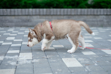 Cute little siberian husky puppy outdoor