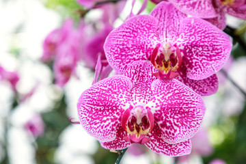 Orchid flower in orchid garden at winter or spring day for postcard beauty and agriculture idea...