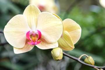 Orchid flower in orchid garden at winter or spring day for postcard beauty and agriculture idea...