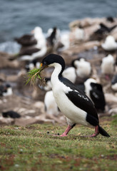 A Blue Eyed Cormorant with Nesting Material walking on a green hillside. Photographed with a shallow depth of field.