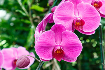 Orchid flower in orchid garden at winter or spring day for postcard beauty and agriculture idea concept design. Phalaenopsis orchid or Moth orchid.