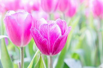 Tulip flower. Beautiful tulips in tulip field with green leaf background at winter or spring day. broken tulip.