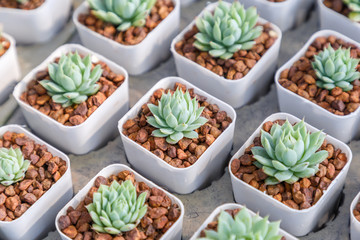 Succulents or cactus in desert botanical garden with sand stone pebbles background. succulents or cactus for decoration and agriculture concept design.