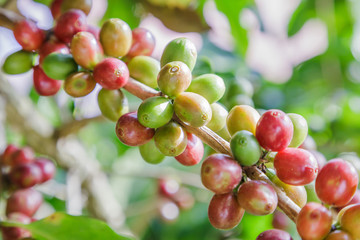 Green coffee beans growing on the branch. raw coffee bean on coffee tree plantation. Closeup fresh raw coffee bean on tree.