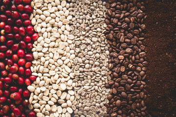Arabica coffee Steps Coffee Beans Coffee in Asia - obrazy, fototapety, plakaty