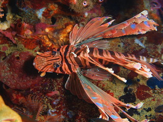 Scorpionfish