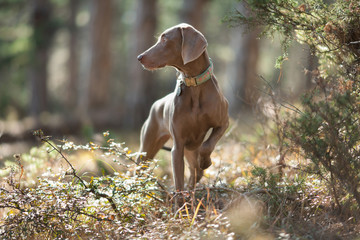 beautiful Weimar dog pointing gray on a walk in the woods portrait