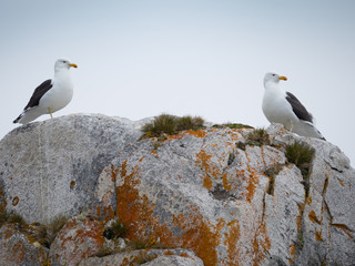 Obraz premium A Pair of Kelp Gulls standing and facing each other while on a rock face with orange and gold lichen growing on it.
