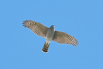 Eurasian sparrowhawk (Accipiter nisus)