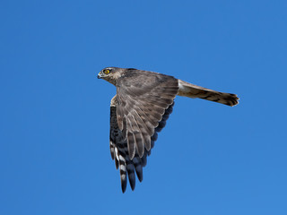 Eurasian sparrowhawk (Accipiter nisus)