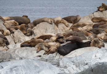 A group of South American Fur Seals on rocky terrain in the Beagle Channel in Argentina.