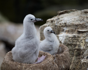 Two gray downy feathered albatross chicks in their chimney nests constructed with mud and plant material. The chicks are awaiting the return of their parents.
