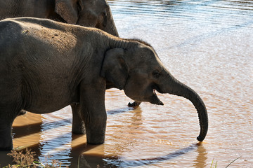 Elephants on watering place