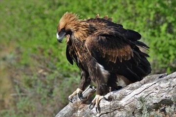 Juvenile wedge tailed eagle