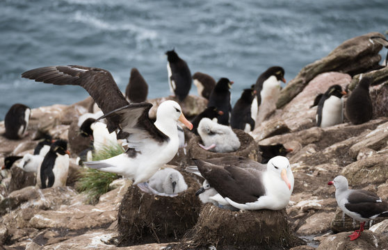 Black Browed Albatross with Chicks in their mud chimney nests. Dophin Gulls and Rockhopper Penguins are also shown in the colony.