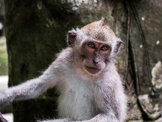 Monkey posing