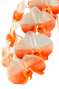  orchidée orange 
