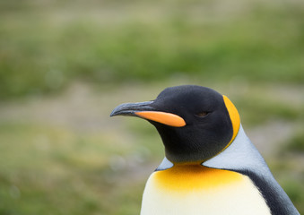 Close Up of a King Penguin's Head and Part of its Chest Against a Green Background