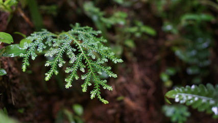 Green fern leaves in wetlands or waterfalls.