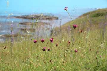 flowers at the sea