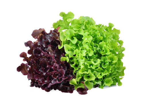 fresh red and green oak lettuce salad leaves isolated on white background