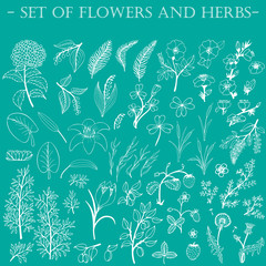 Set of hand-drawn wildflowers. Line art.