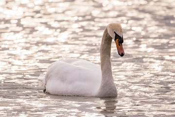 Swan swimming on a lake