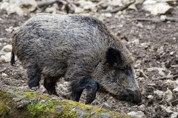 Wild boar in a forest