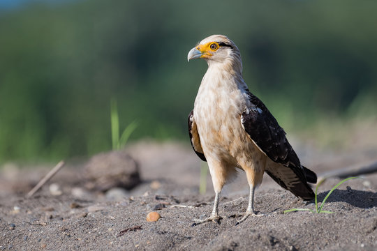 Crested Caracara on the riverbank of the Tarcoles River in Costa Rica