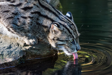 Fishing cat drinking from a lake