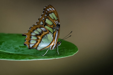 Naklejka na ściany i meble Butterfly sitting on a leaf