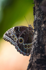 Common morph butterfly sitting on a tropical tree