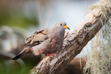 Croaking ground dove sitting on a mossy branch