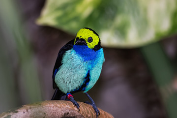 Paradise tanager sitting on a branch of a tropical tree while looking for food