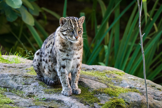 Fishing cat sitting on a rock