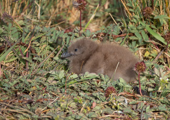 Fluffy Skua Chick with brown downy feathers that blend into the surroundings.