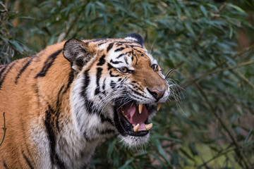 Fototapeta na wymiar Female Siberian Tiger roaring in front of a bush