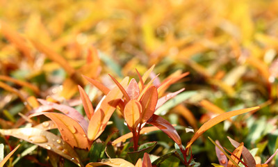 green leaves or summer nature background