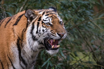Female Siberian Tiger roaring in front of a bush