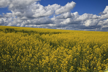 Obraz premium Bright yellow rapeseed field