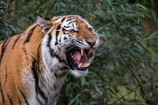 tiger side view roar