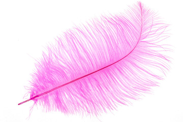 decorative pink feather on white isolated background