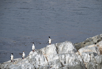 Obraz premium Four Preening Blue Eyed cormorants in a row on the rocky coast of the Beagle Channel.
