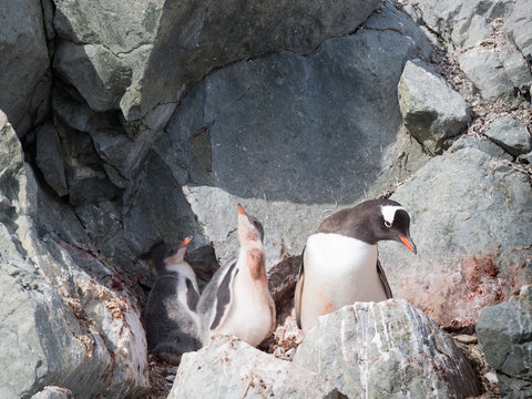 Gentoo Penguin with Chicks in a rocky nest soiled with guano.