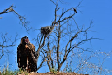 juvenile wedge tailed eagle ,nest and sister 