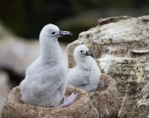 Two fluffy gray down feathered albatross chicks in their nests awaiting the return of their parents.
